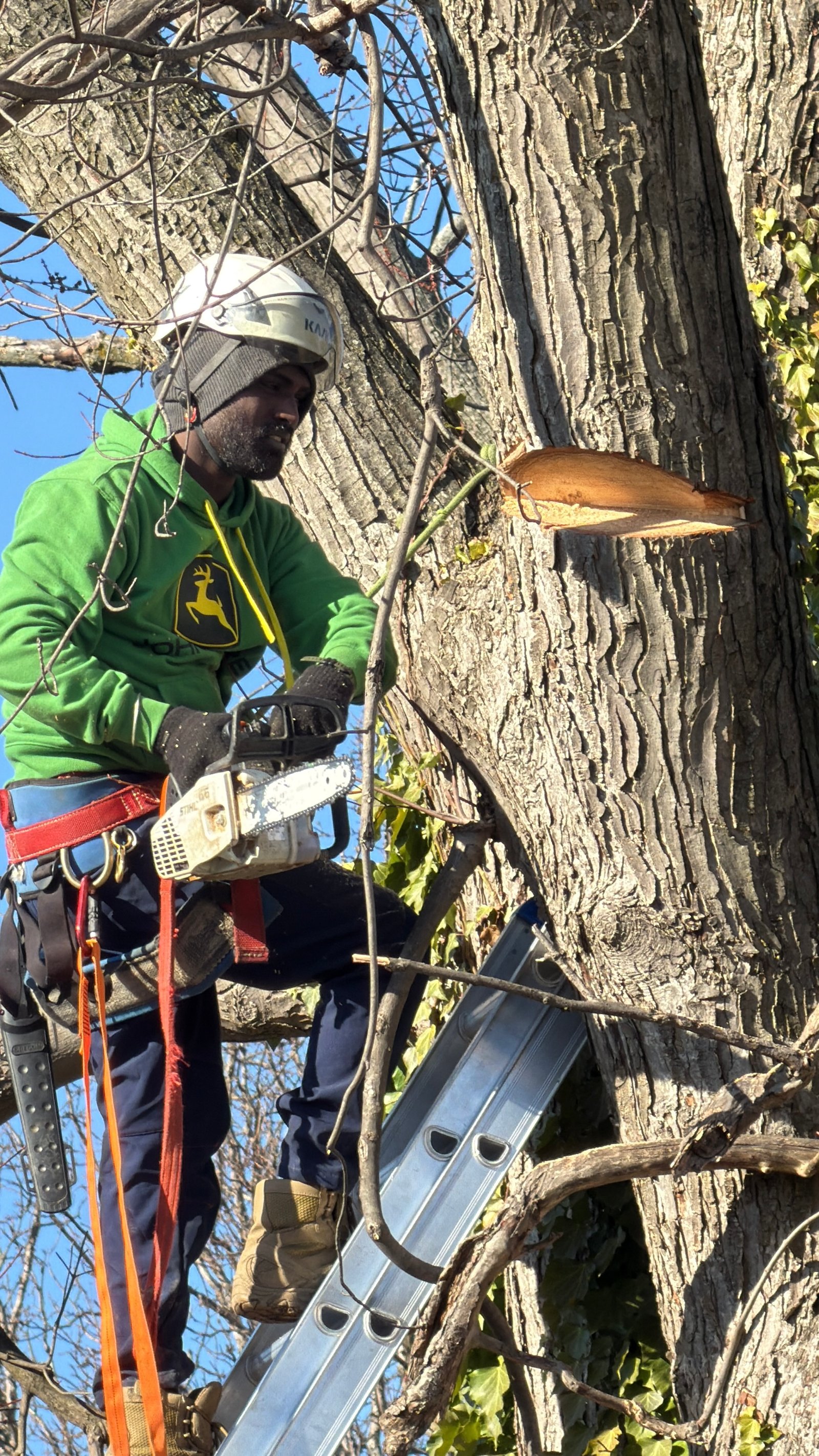 Insurance Tree Removal