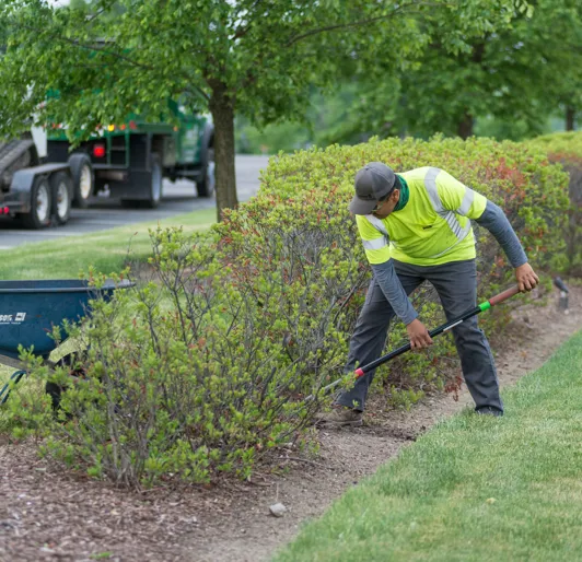 Shrub Removal