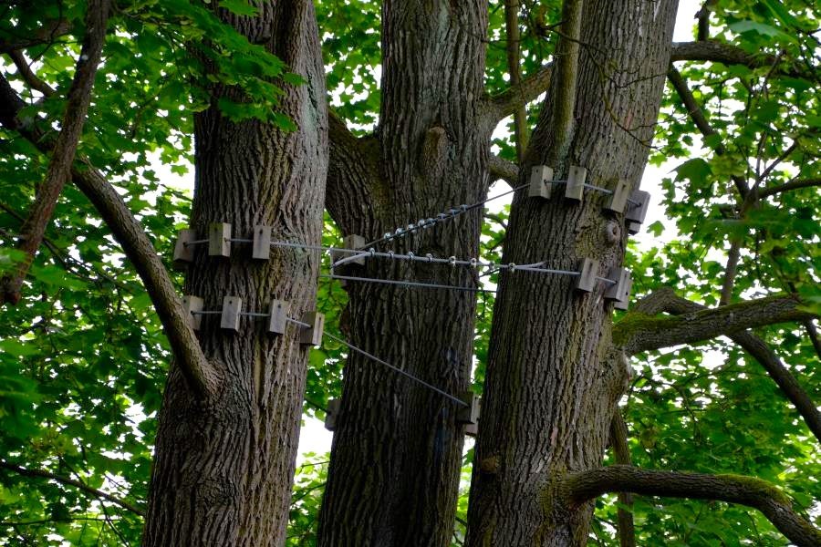 Tree Bracing Installation