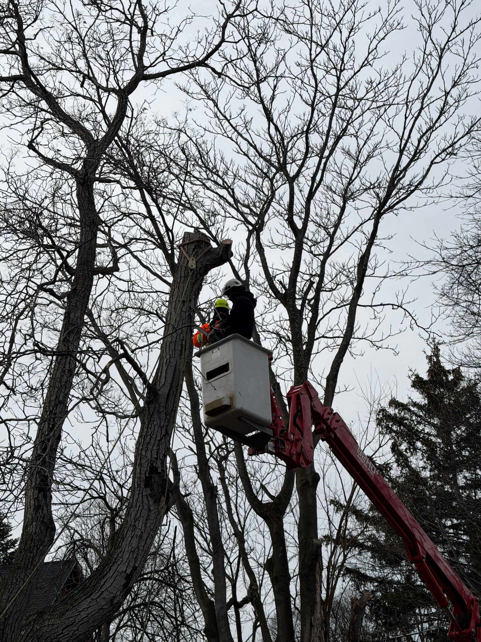 Tree Cabling & Bracing