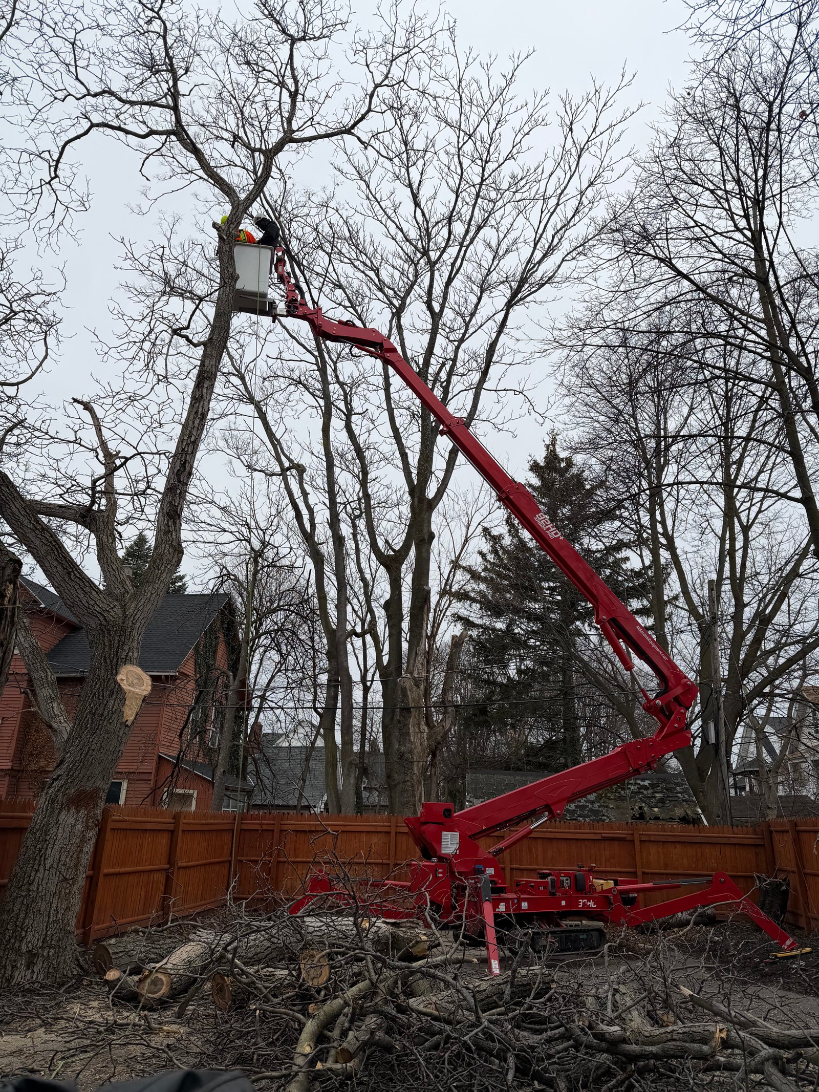 Tree Canopy Thinning