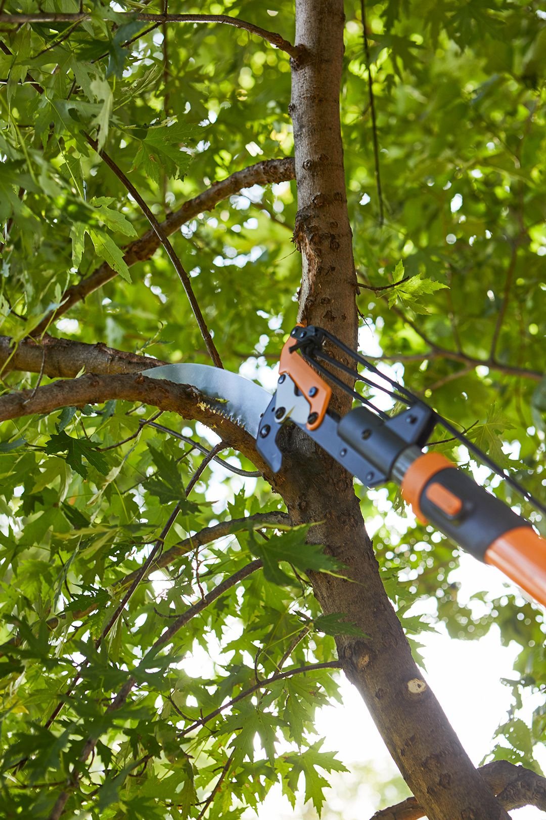 Tree Limb Removal