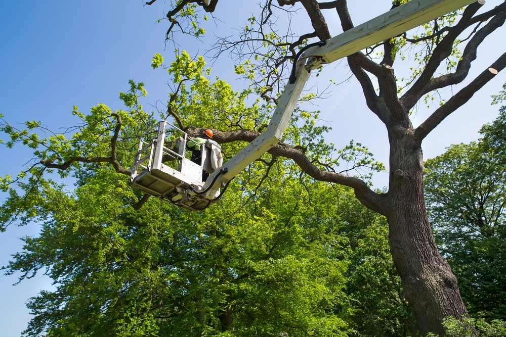 Tree Maintenance Contracts