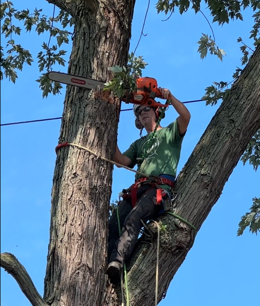Tree Removal