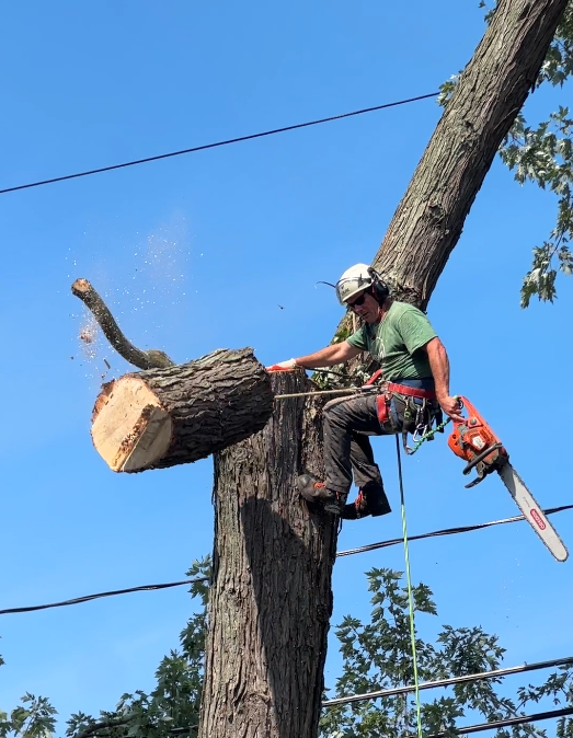 Tree Trimming